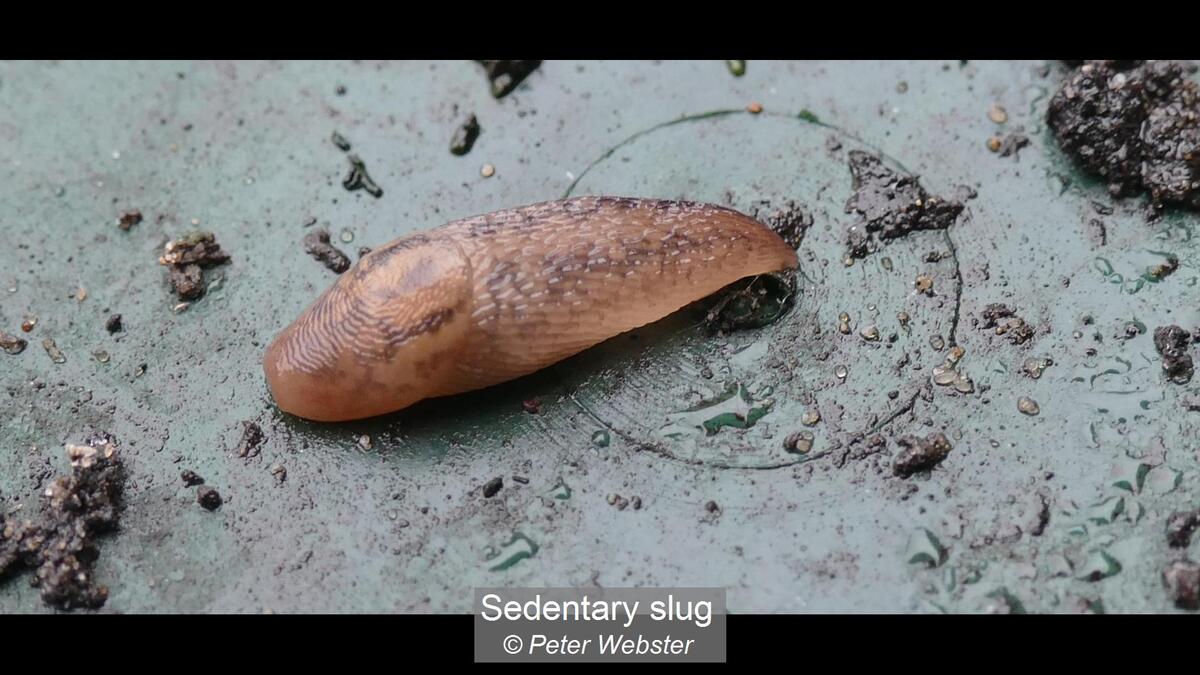 Sedentary Slug